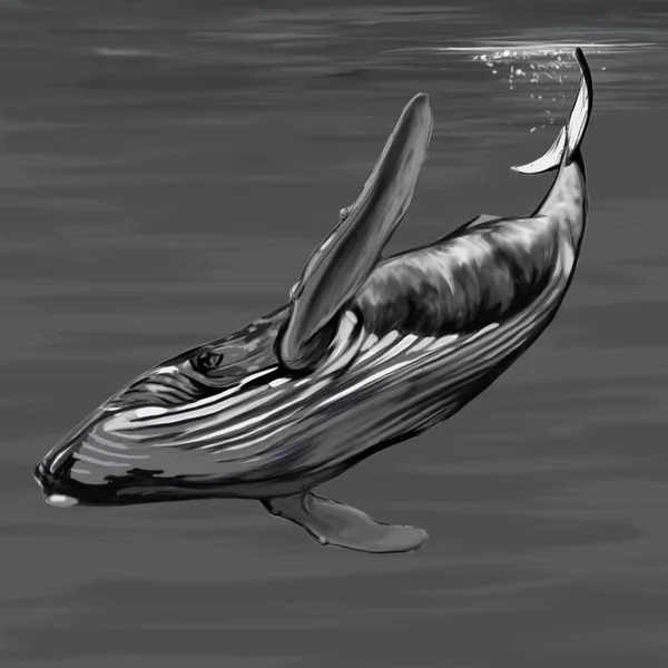 Płetwal błękitny, nurkowanie — Zdjęcie stockowe
