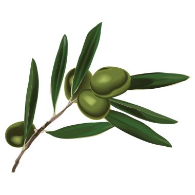 Zeytin dalı yaprakları