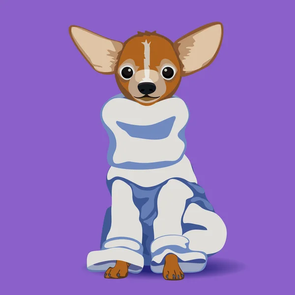 Chihuahua köpek yaka