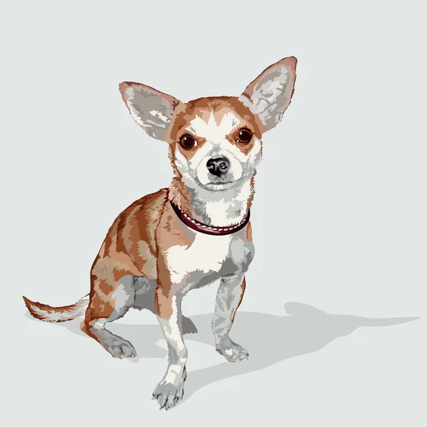 Chihuahua-Hund sitzt — Stockvektor