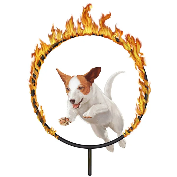 Köpek ve yangın Hoop