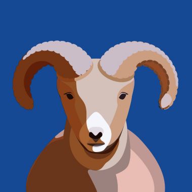 Büyük boynuzlu koyun