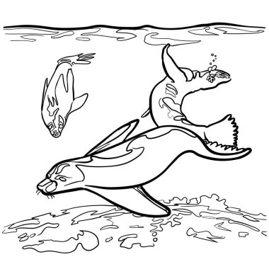 Yüzen, twerling oynayan ve akrobati yapan bir grup su foku.