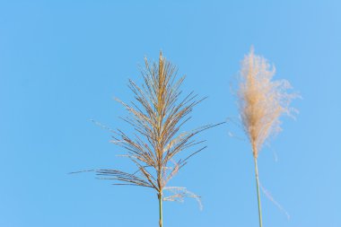 Sazlık çiçek mavi gökyüzü karşı