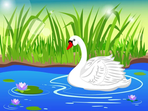 Bílá labuť. Jezero s lekníny krásné. — Stockový vektor