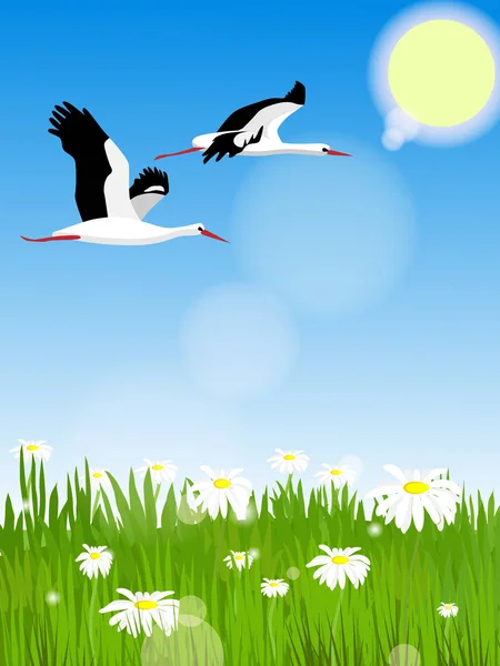 Glade con margherite. Due bellissime cicogne volano attraverso il cielo . — Vettoriale Stock