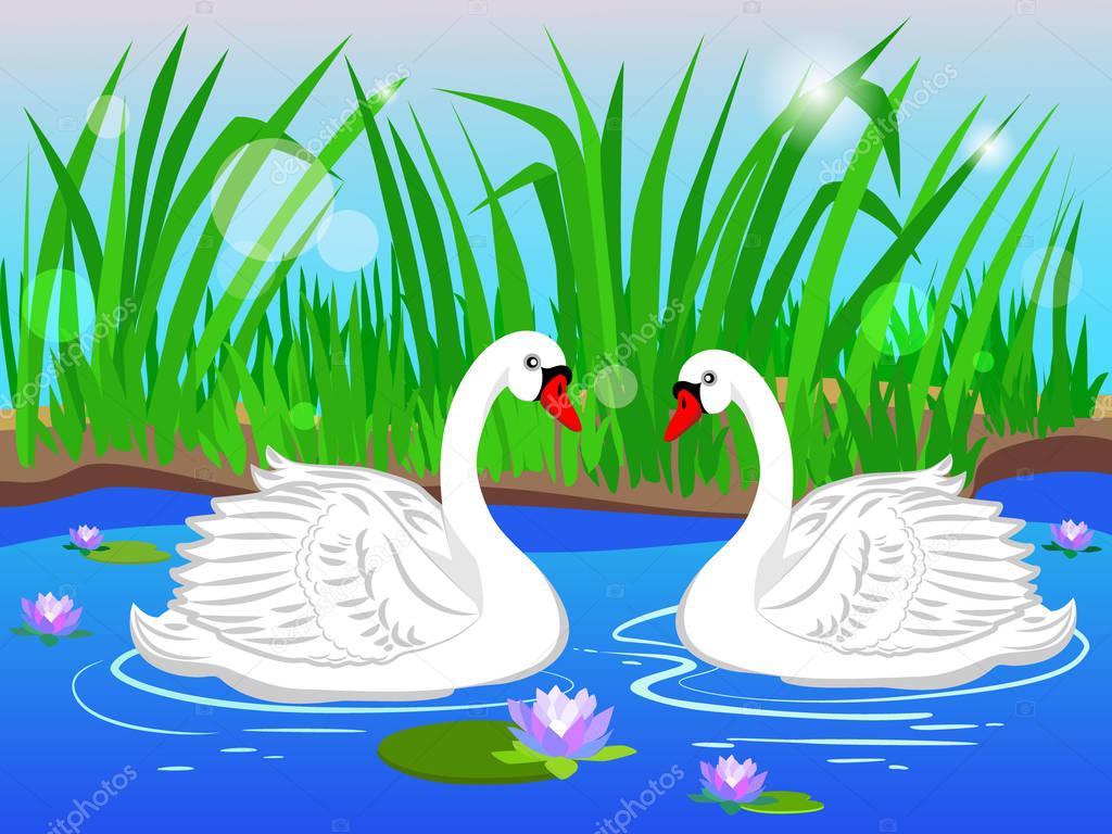  Two white swans. Couple in love.