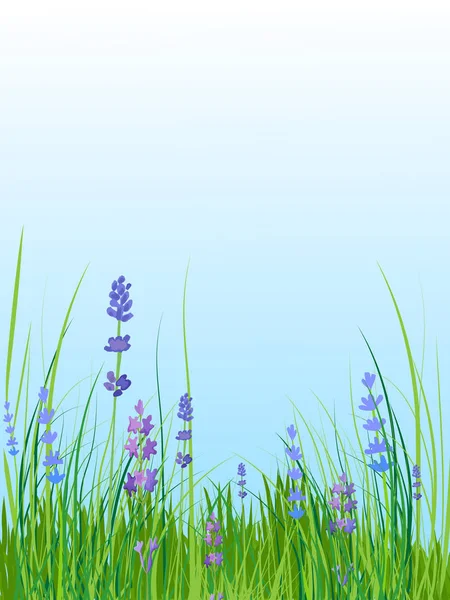 Zomer landschap. Glade met blauwe en paarse bloemen. — Stockvector