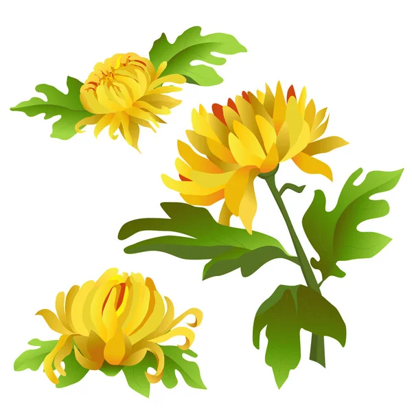 A set of flowers. Yellow chrysanthemums