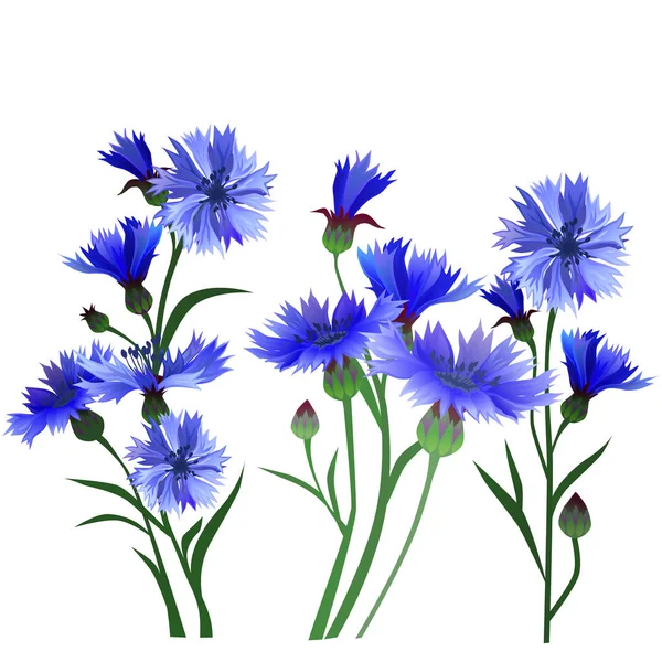 Un juego de flores. Flores de maíz azules . — Vector de stock