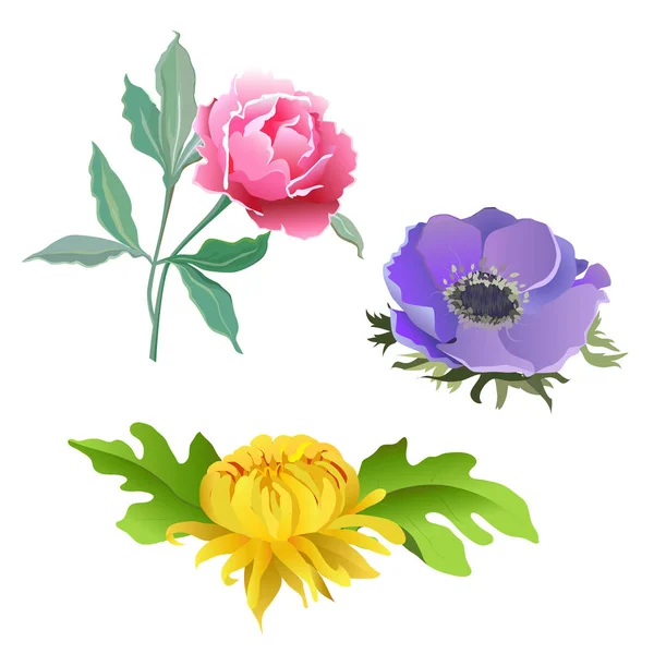 En uppsättning blommor. Rosa pion, lila vallmo, gul krysantemum. — Stock vektor