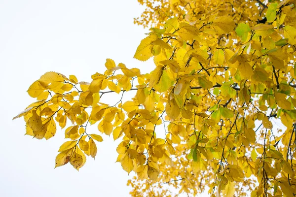 Ağaçtaki sarı yapraklar