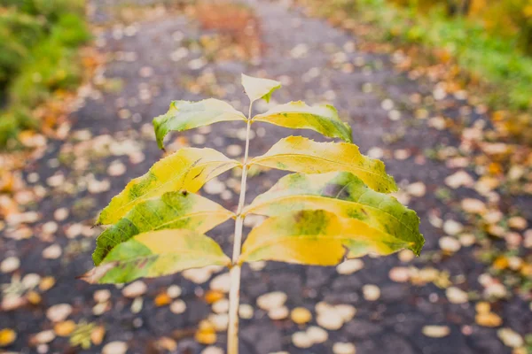 Parkta sonbahar yaprağı