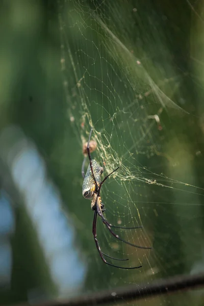 Asya'nın zehirli örümcek