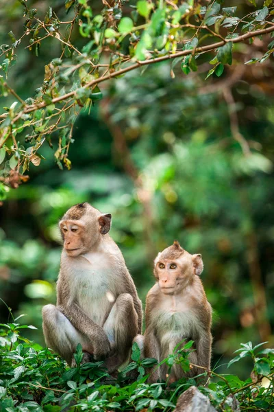 İki güzel maymun yan yana oturuyor.