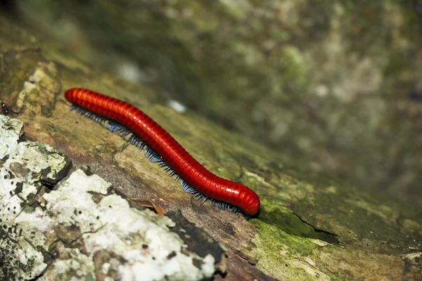 Red duizendpoot langs een logboek — Stockfoto