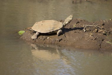 Terrapinn ve mükemmel yansıma