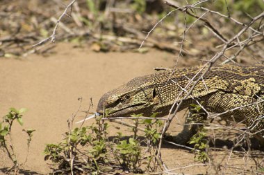 İzleyici Lizard avı 