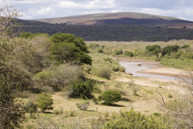 Çift Beyaz Rhino ile peyzaj 