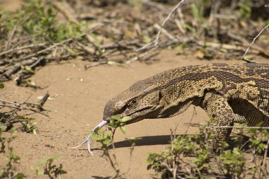 İzleyici Lizard dilini dışarı 
