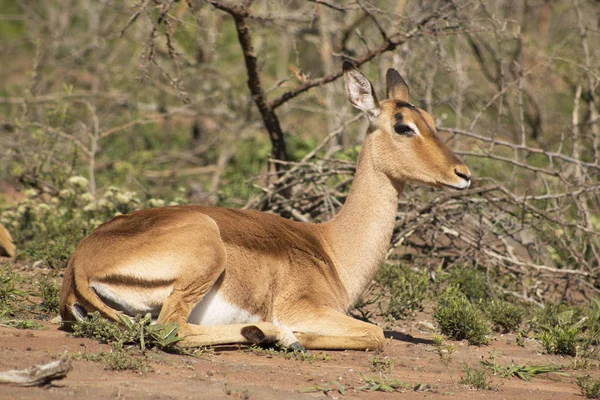 Impala-Weibchen sitzen — Stockfoto