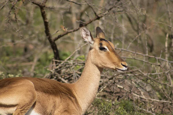 Kadın Impala bakışları 