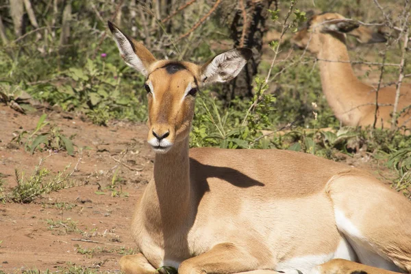 Kadın Impala oturarak — Stok fotoğraf