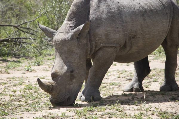 White Rhino går långsamt — Stockfoto