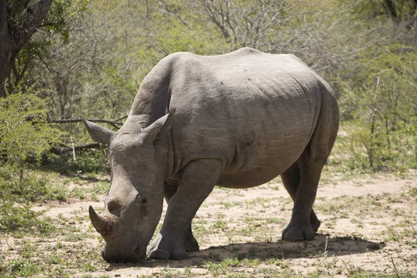 Rinoceronte branco trote — Fotografia de Stock