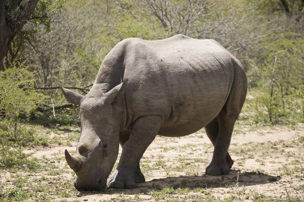 Beyaz Rhino paça 