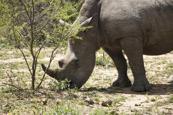 Beyaz Rhino gölgede — Stok fotoğraf
