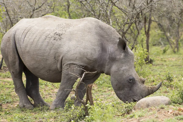 White Rhino on the move — Stock Photo, Image