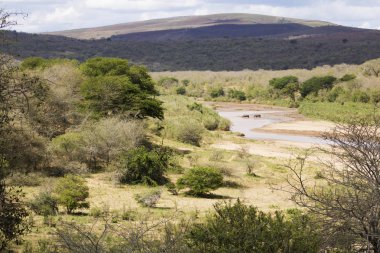 Afrika peyzaj Beyaz Rhino 