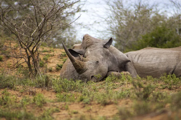 Beyaz Rhino öğleden sonra uyku 