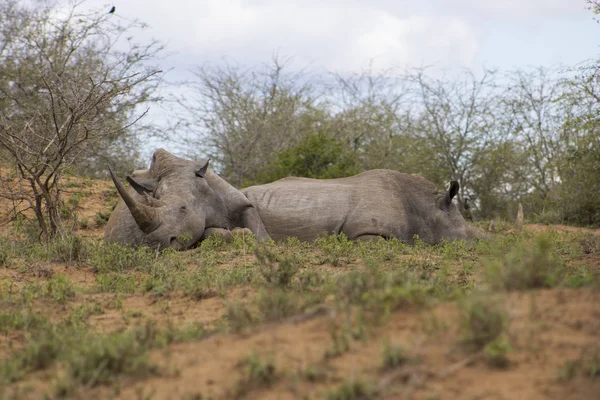 Sovande vit noshörning — Stockfoto