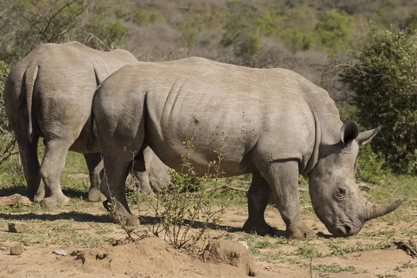 Pair White Rhino — Stock Photo, Image