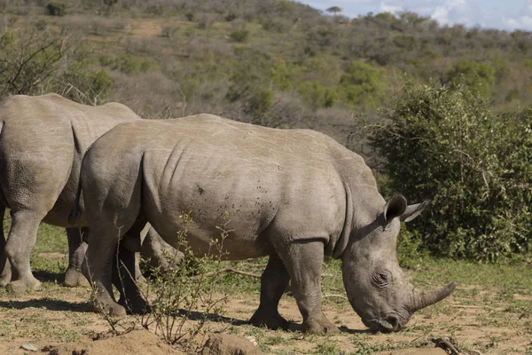 Female White Rhino on the move — Stock Photo, Image