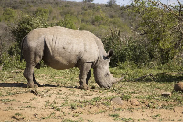 Kvinnliga vit noshörning — Stockfoto