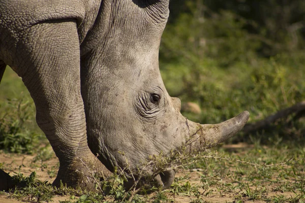 ホワイト Rhino の目 — ストック写真