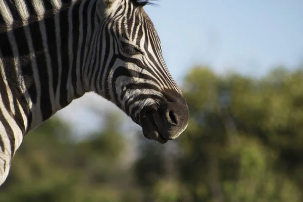 Güneşte gülümseyen zebra — Stok fotoğraf