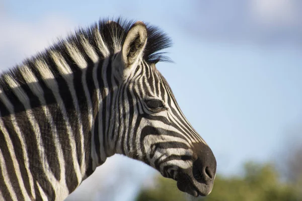 Zebra smurking vahşi 