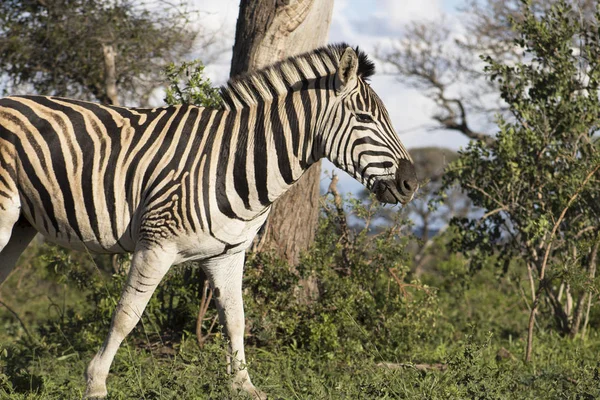 Zebra incelikle hamlesinde — Stok fotoğraf