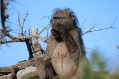 Babun burnunu tırmalama 