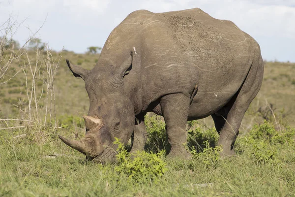 White Rhino in grass plain — Stock Photo, Image