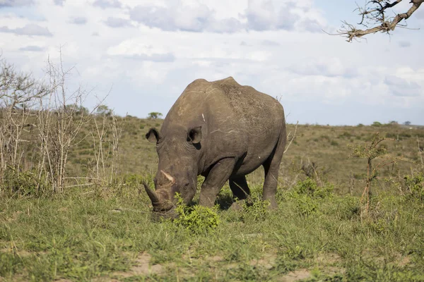 White Rhino along african landscape — Stock Photo, Image