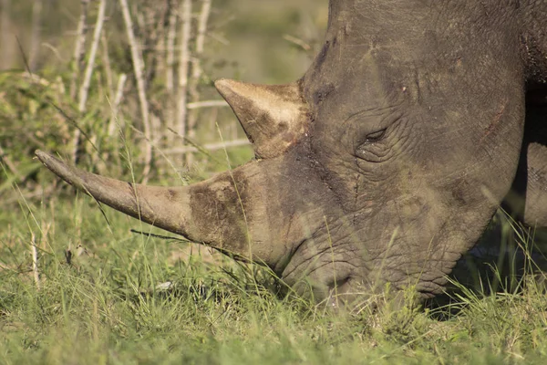 Beyaz Rhino güneş ışığı altında 