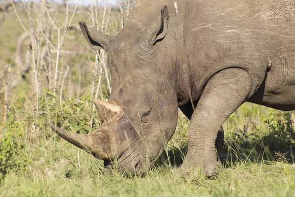 White Rhino in the sun — Stock Photo, Image