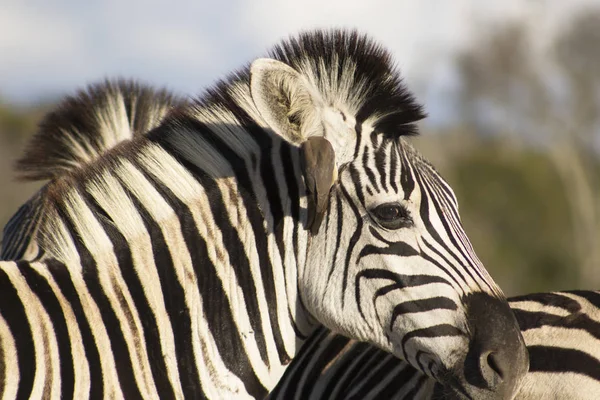 Zebra ve öküz ağaçkakan kuşu — Stok fotoğraf