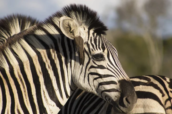 Zebra ile öküz aleti kulakta — Stok fotoğraf