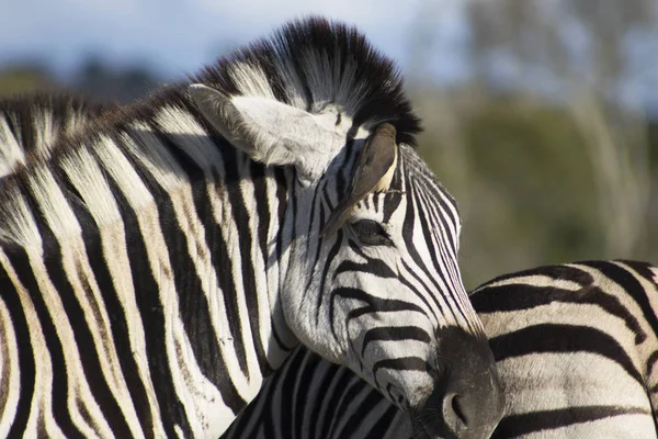 Zebra ile öküz ağaçkakan kafasına — Stok fotoğraf